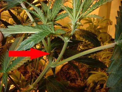 How do I prune and start supercropping